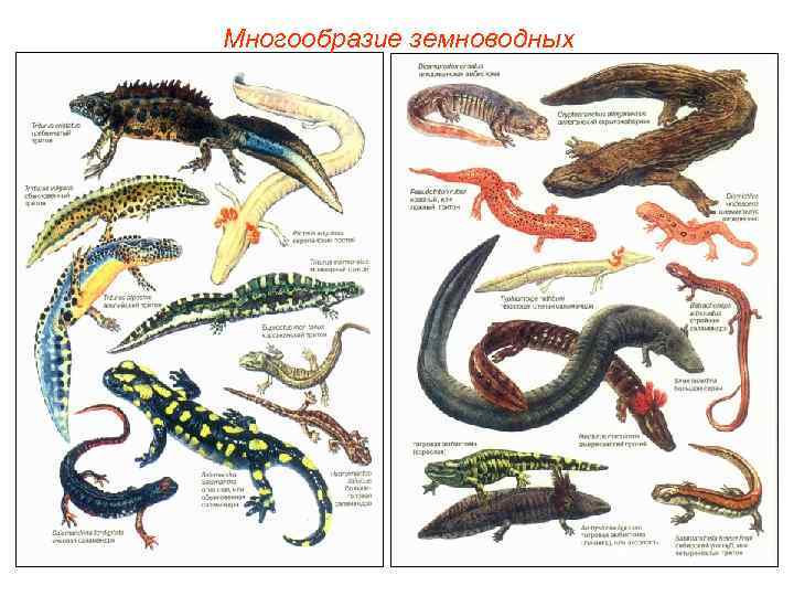 Многообразие земноводных 