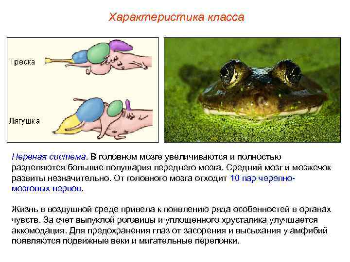 Характеристика класса Нервная система. В головном мозге увеличиваются и полностью разделяются большие полушария переднего
