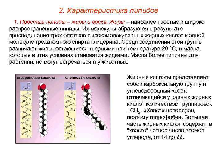 2. Характеристика липидов 1. Простые липиды – жиры и воска. Жиры – наиболее простые