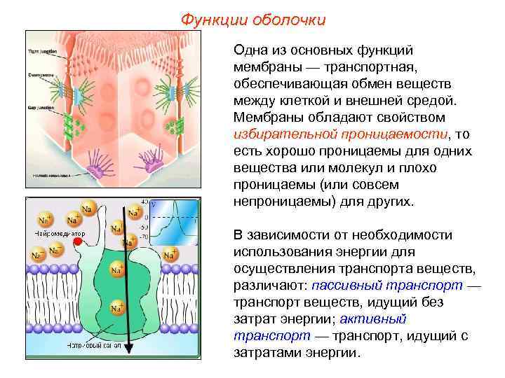 Функции оболочки Одна из основных функций мембраны — транспортная, обеспечивающая обмен веществ между клеткой