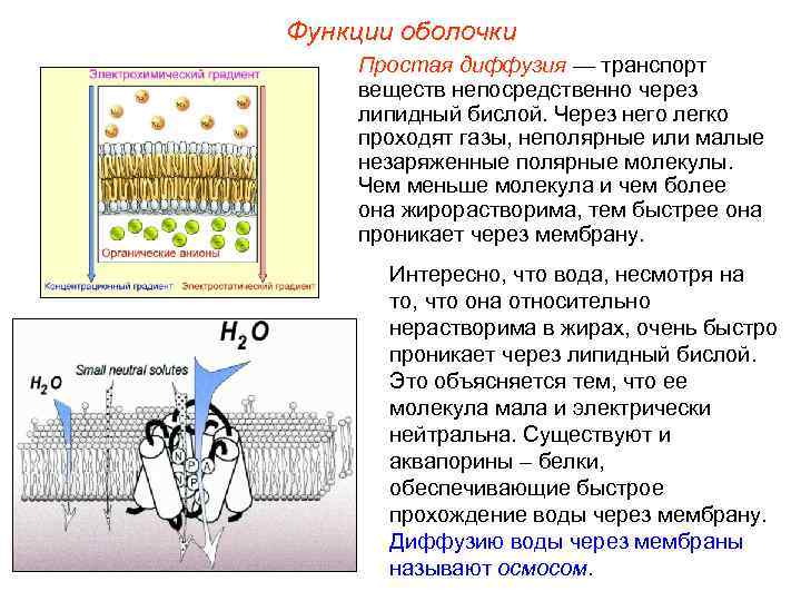 Функции оболочки Простая диффузия — транспорт веществ непосредственно через липидный бислой. Через него легко