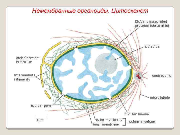 Немембранные органоиды. Цитоскелет 