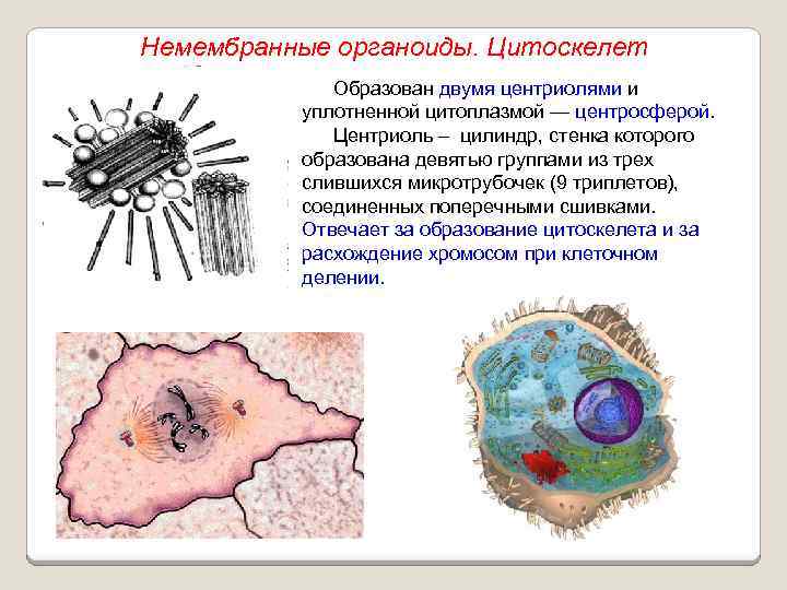 Немембранные органоиды. Цитоскелет Образован двумя центриолями и уплотненной цитоплазмой — центросферой. Центриоль – цилиндр,