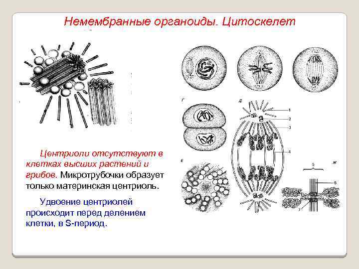 Немембранные органоиды. Цитоскелет Центриоли отсутствуют в клетках высших растений и грибов. Микротрубочки образует только