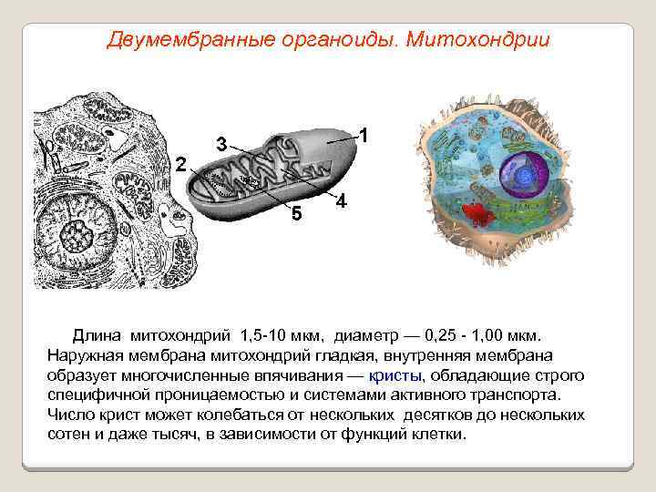 Двумембранные органоиды. Митохондрии Длина митохондрий 1, 5 -10 мкм, диаметр — 0, 25 -