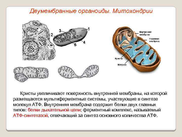 Двумембранные органоиды. Митохондрии Кристы увеличивают поверхность внутренней мембраны, на которой размещаются мультиферментные системы, участвующие