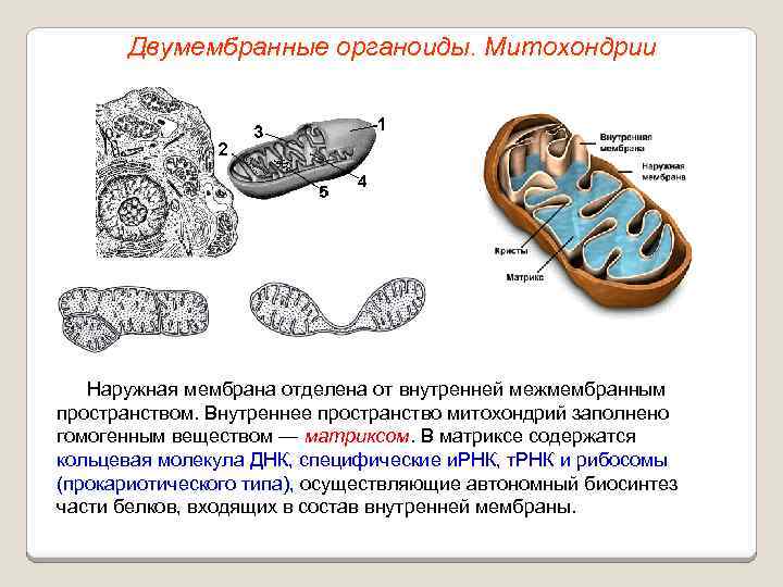 Двумембранные органоиды. Митохондрии Наружная мембрана отделена от внутренней межмембранным пространством. Внутреннее пространство митохондрий заполнено