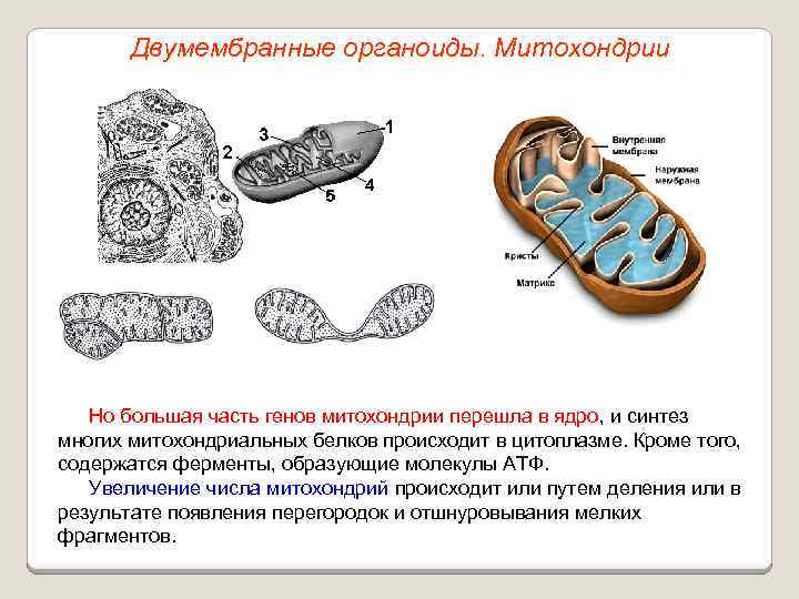 Двумембранные органоиды. Митохондрии Но большая часть генов митохондрии перешла в ядро, и синтез многих