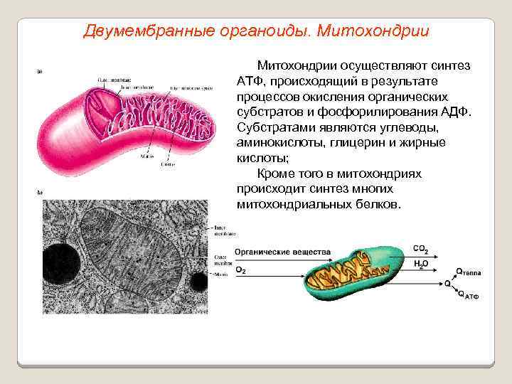 Двумембранные органоиды. Митохондрии осуществляют синтез АТФ, происходящий в результате процессов окисления органических субстратов и