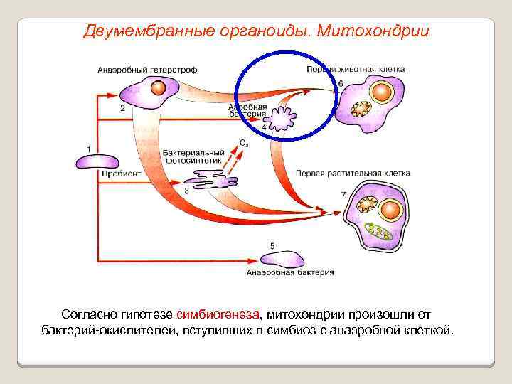 Двумембранные органоиды. Митохондрии Согласно гипотезе симбиогенеза, митохондрии произошли от бактерий-окислителей, вступивших в симбиоз с