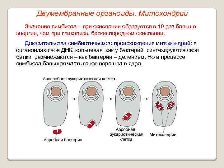 Двумембранные органоиды. Митохондрии Значение симбиоза – при окислении образуется в 19 раз больше энергии,