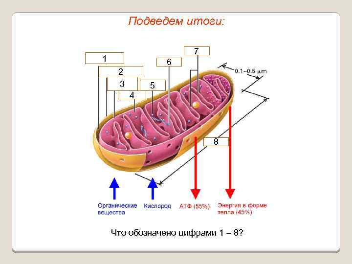 Подведем итоги: 7 1 6 2 3 4 5 8 Что обозначено цифрами 1