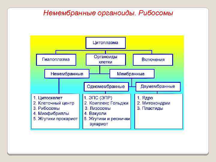 Немембранные органоиды. Рибосомы 