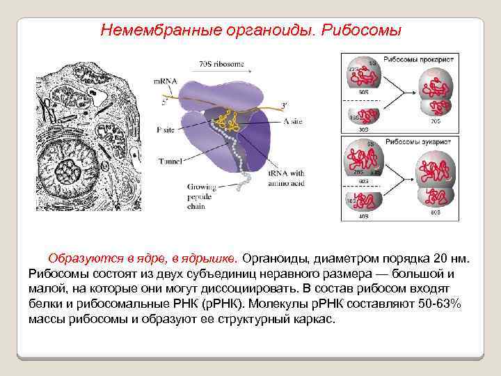 Немембранные органоиды. Рибосомы Образуются в ядре, в ядрышке. Органоиды, диаметром порядка 20 нм. Рибосомы