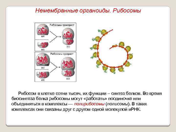 Немембранные органоиды. Рибосомы Рибосом в клетке сотни тысяч, их функции – синтез белков. Во