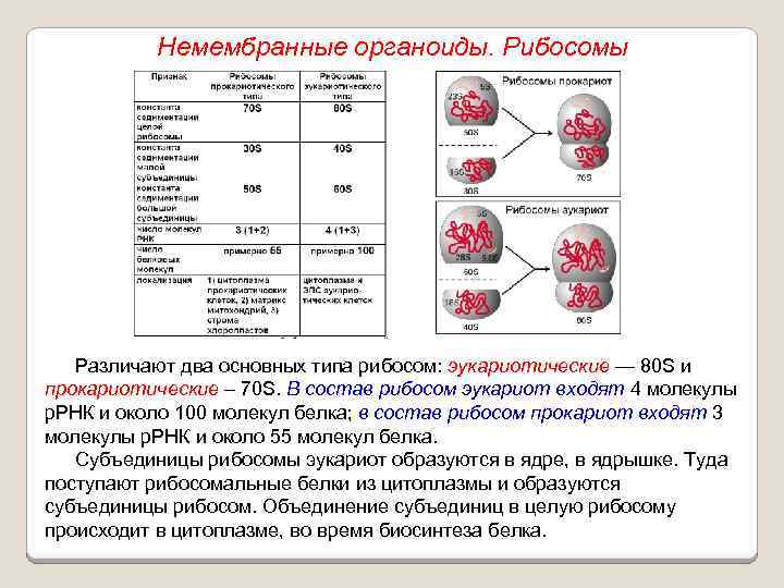 Немембранные органоиды. Рибосомы Различают два основных типа рибосом: эукариотические — 80 S и прокариотические