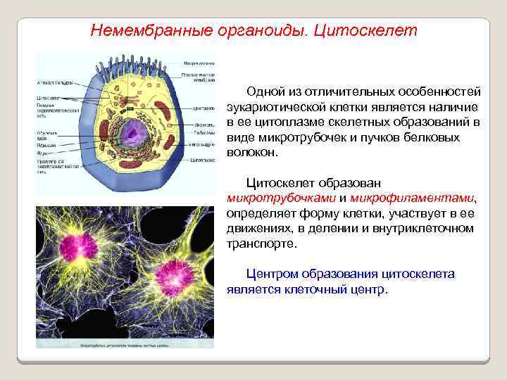 Немембранные органоиды. Цитоскелет Одной из отличительных особенностей эукариотической клетки является наличие в ее цитоплазме