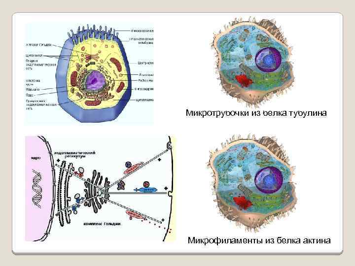 Микротрубочки из белка тубулина Микрофиламенты из белка актина 