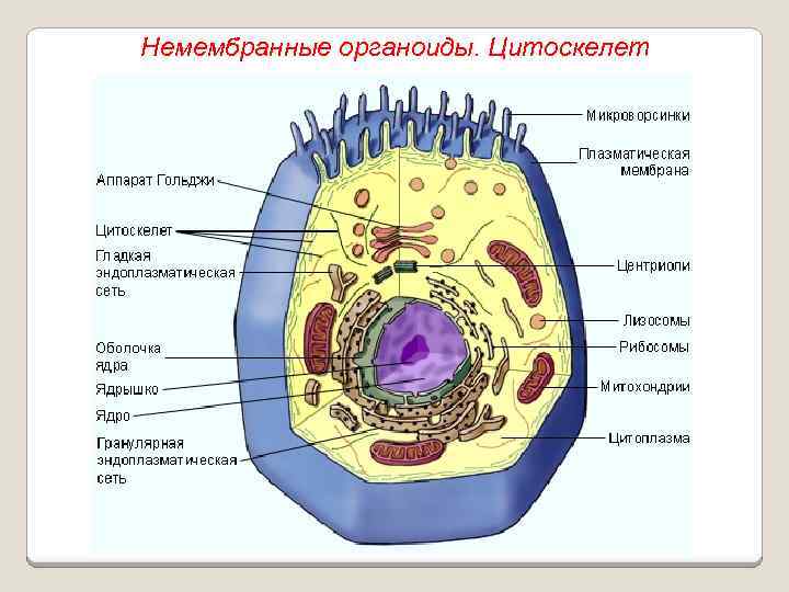 Немембранные органоиды. Цитоскелет 