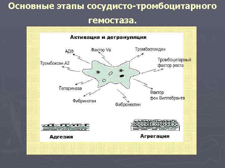 Основные этапы сосудисто-тромбоцитарного гемостаза. 