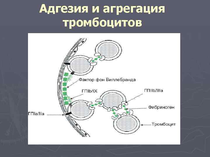 Адгезия и агрегация тромбоцитов 