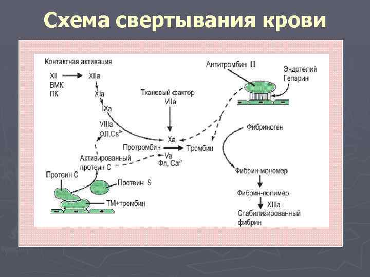 Схема свертывания крови 