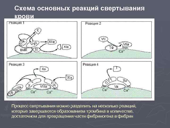 Схема основных реакций свертывания крови Процесс свертывания можно разделить на несколько реакций, которые завершаются