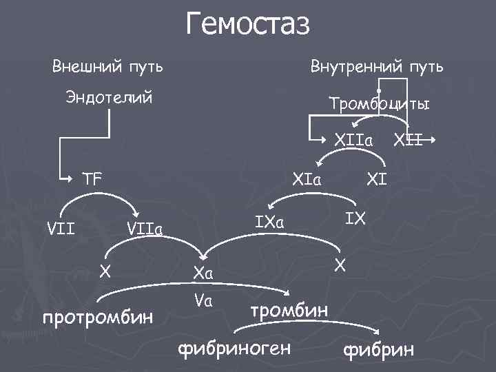 Гемостаз Внешний путь Внутренний путь Эндотелий Тромбоциты XIIa TF VII XIa IXa VIIa X