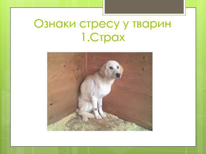 Ознаки стресу у тварин 1. Страх 