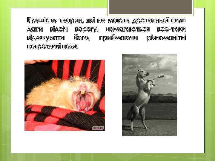 Більшість тварин, які не мають достатньої сили дати відсіч ворогу, намагаються все-таки відлякувати його,