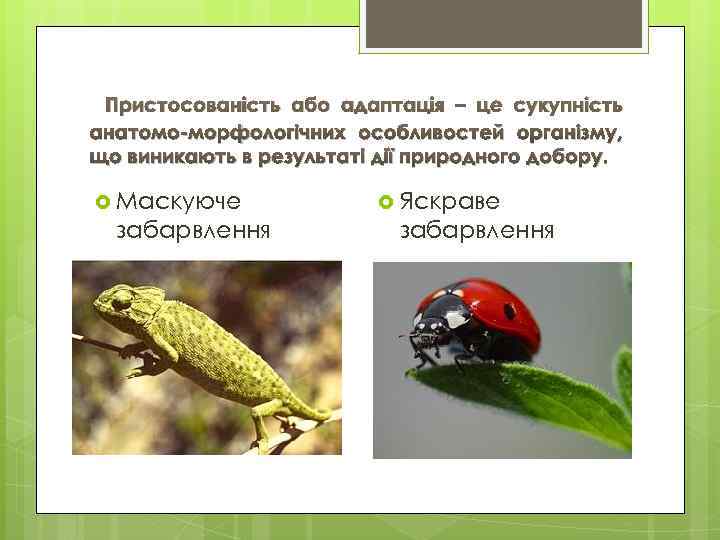 Пристосованість або адаптація – це сукупність анатомо-морфологічних особливостей організму, що виникають в результаті дії