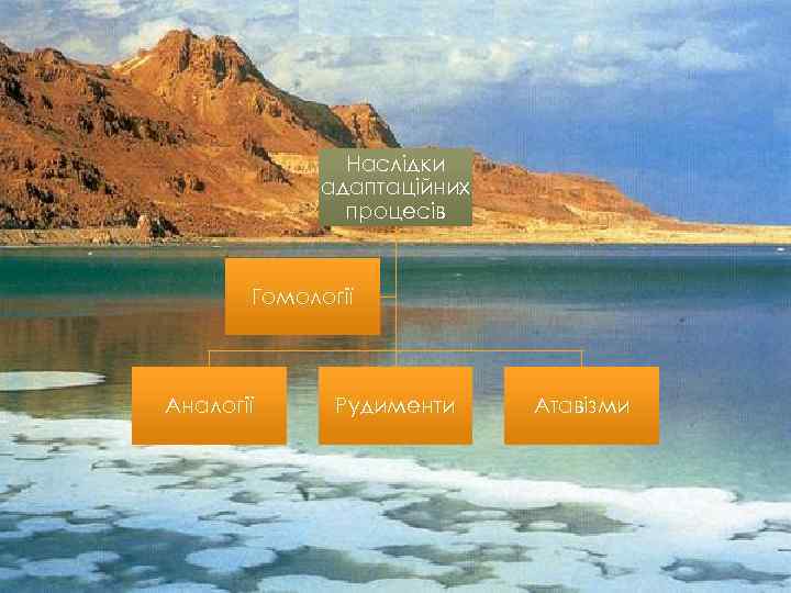 Наслідки адаптаційних процесів Гомології Аналогії Рудименти Атавізми 