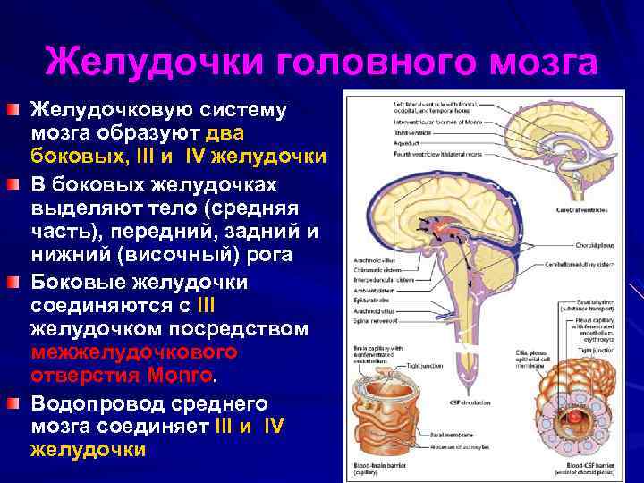 Желудочки головного мозга Желудочковую систему мозга образуют два боковых, III и IV желудочки В