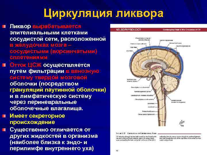 Спинномозговая жидкость презентация