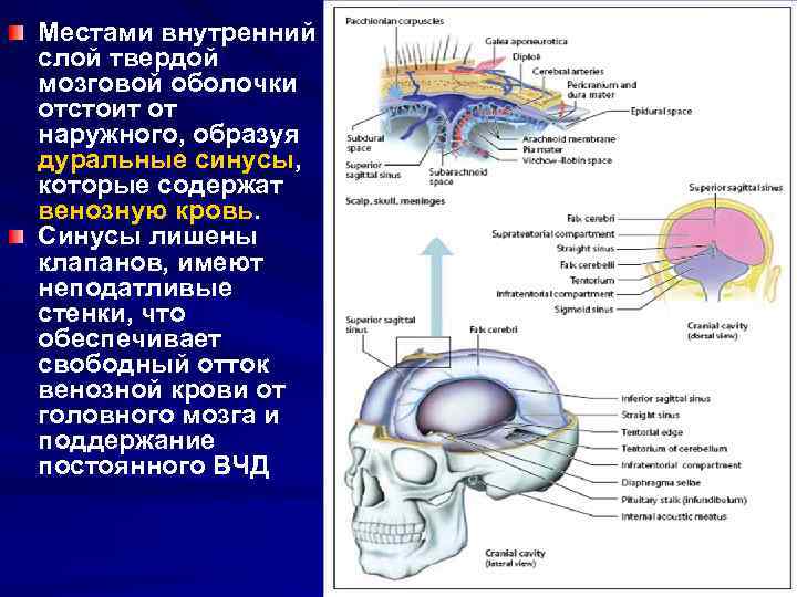 Местами внутренний слой твердой мозговой оболочки отстоит от наружного, образуя дуральные синусы, которые содержат