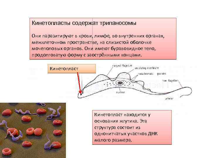 Рассмотрите рисунок на котором представлен цикл