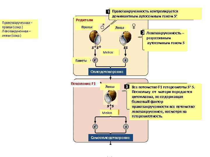 Типы наследования презентация