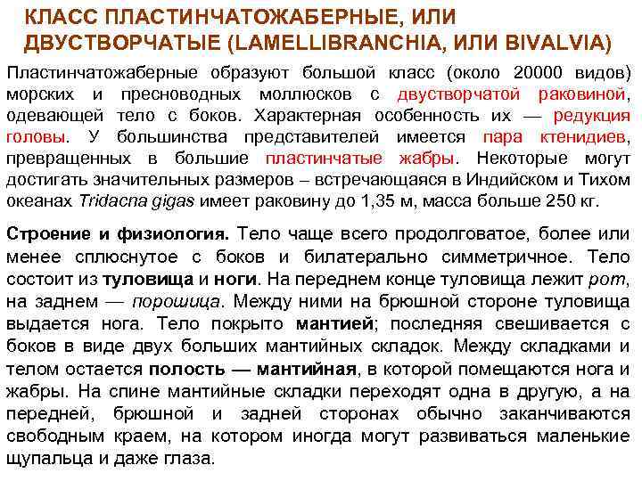 КЛАСС ПЛАСТИНЧАТОЖАБЕРНЫЕ, ИЛИ ДВУСТВОРЧАТЫЕ (LAMELLIBRANCHIA, ИЛИ BIVALVIA) Пластинчатожаберные образуют большой класс (около 20000 видов)