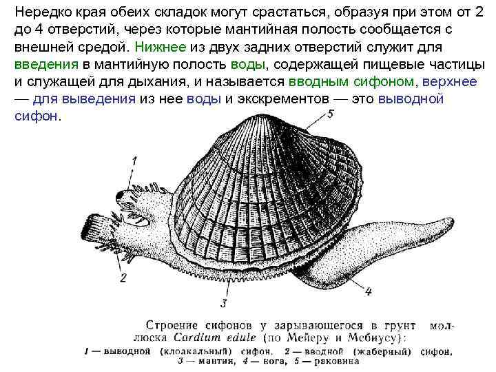 Нередко края обеих складок могут срастаться, образуя при этом от 2 до 4 отверстий,
