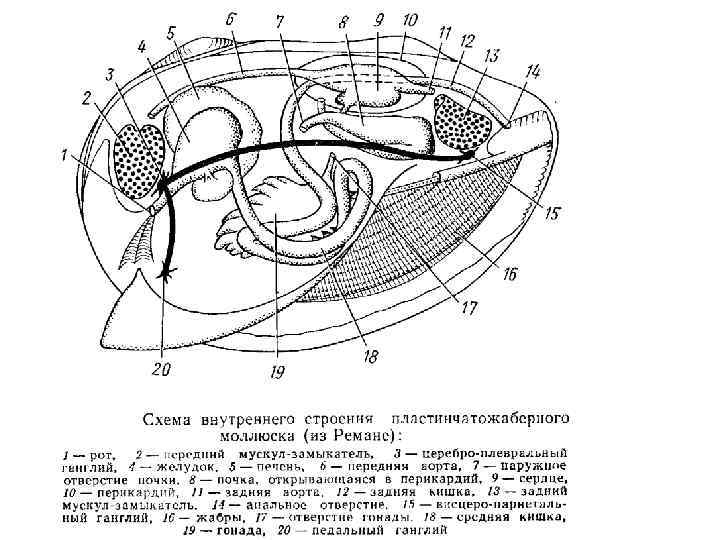 Моллюски схема строения