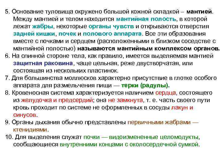 5. Основание туловища окружено большой кожной складкой – мантией. Между мантией и телом находится