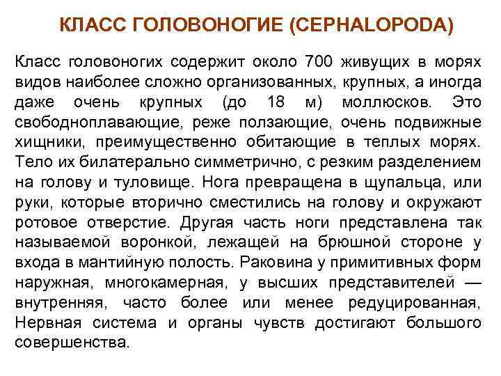 КЛАСС ГОЛОВОНОГИЕ (CEPHALOPODA) Класс головоногих содержит около 700 живущих в морях видов наиболее сложно