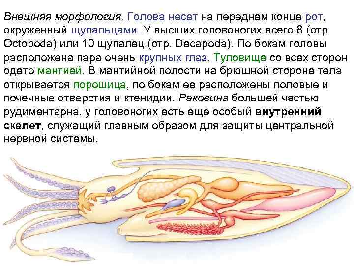 Внешняя морфология. Голова несет на переднем конце рот, окруженный щупальцами. У высших головоногих всего