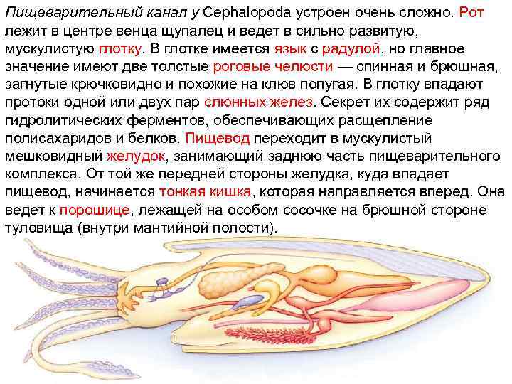 Пищеварительный канал у Cephalopoda устроен очень сложно. Рот лежит в центре венца щупалец и