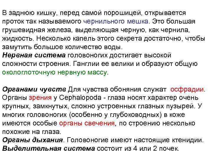 В заднюю кишку, перед самой порошицей, открывается проток так называемого чернильного мешка. Это большая