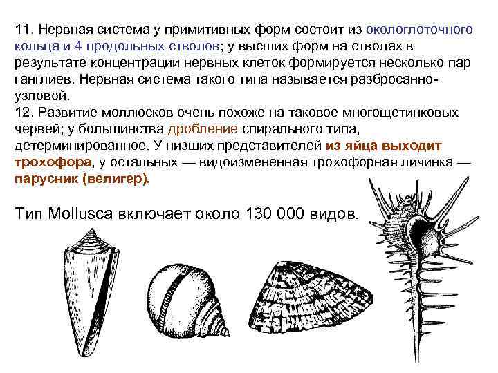 11. Нервная система у примитивных форм состоит из окологлоточного кольца и 4 продольных стволов;