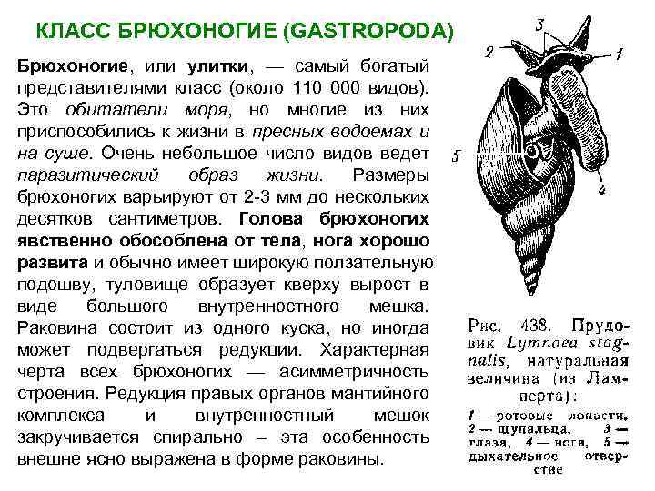 КЛАСС БРЮХОНОГИЕ (GASTROPODA) Брюхоногие, или улитки, — самый богатый представителями класс (около 110 000