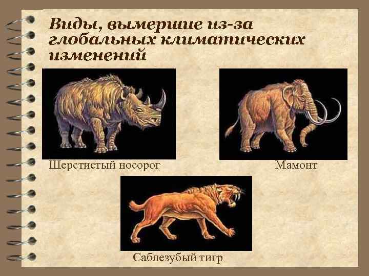 Виды, вымершие из-за глобальных климатических изменений Шерстистый носорог Саблезубый тигр Мамонт 