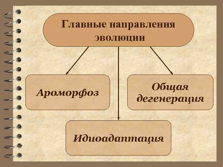 Главные направления эволюции Ароморфоз Общая дегенерация Идиоадаптация 