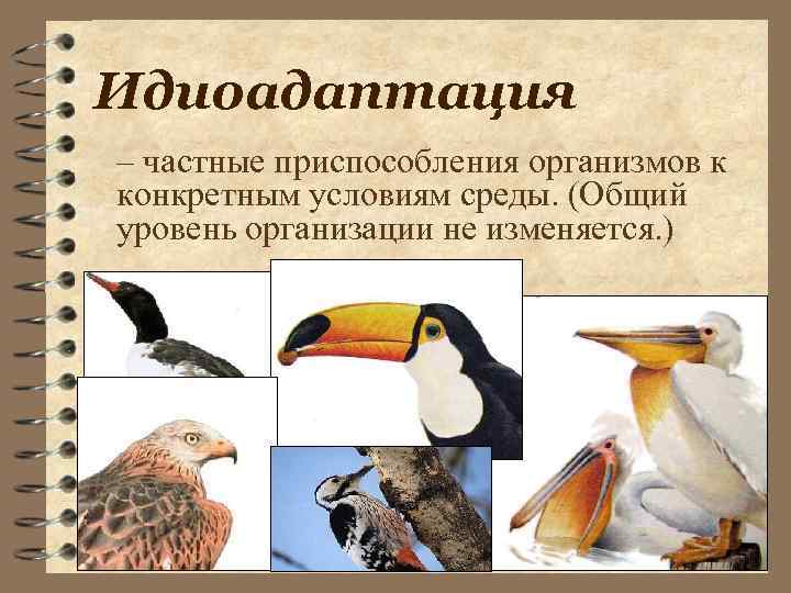 Идиоадаптация – частные приспособления организмов к конкретным условиям среды. (Общий уровень организации не изменяется.